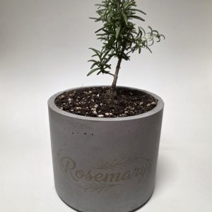 Engraved Herb / Flower Pot 🪴